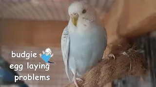 6 budgie egg laying problems | reasons and how to help