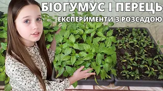 Біогумус та розсада перцю. Наші експерименти з розсадою.