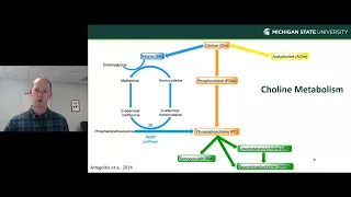 New Insights from Michigan State University Transition Cow Research