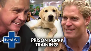 Prisoners Training Assistance Dogs Warms Our Heart 💙 | Bondi Vet