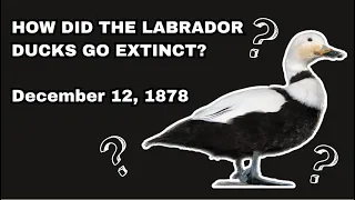 Labrador Duck - Recently Extinct Animals