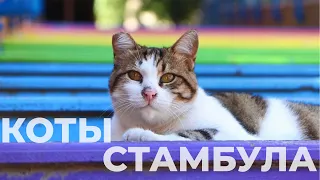 КОТЫ СТАМБУЛА. Котстантинополь - город котов. Почему их здесь так любят?