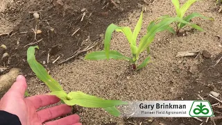 Sulfur Deficiency in Corn