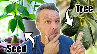 The BEST Way to Grow an Avocado Tree