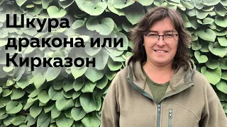 Шкура дракона или Кирказон (Аристолохия)