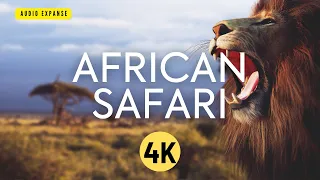 African Safari 4K - Amazing Wildlife of African Savanna | 4k Wildlife Footage