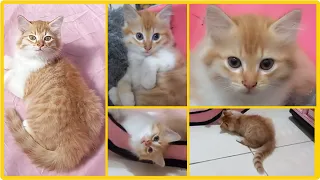 @cc.cutecats CUTE KITTENS : OREN 🐱🧡 WAS A STREET KITTEN. | Use the subtitles to know him, please.