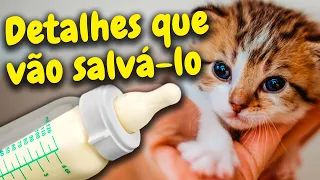 Como alimentar gatinho recém-nascido sem a mãe? 6 DICAS para alimentar um gato filhote ÓRFÃO!