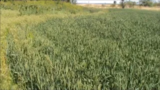 Пшеница "Феликс" урожай 2020