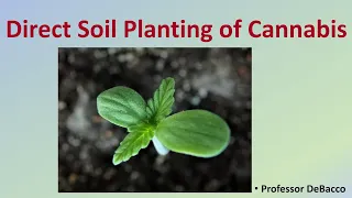 Direct Soil Planting of Cannabis