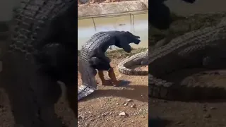 Shocking:16-Foot Crocodile Attacks Zookeeper During Live Show alligator attack