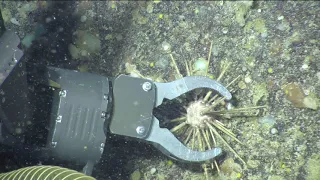 Sampling deep sea life