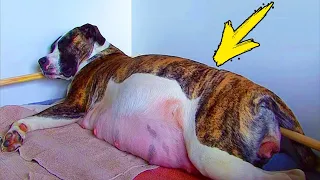 The dog refused to give birth. When the vet saw the ultrasound, he was horrified!