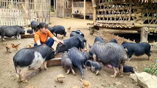 How to build farm animals Pigs, Ducks, Chicken & Goat - Ban Thi Diet