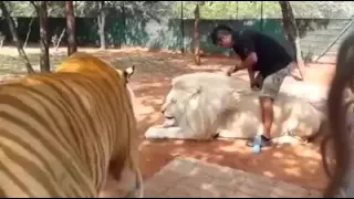 The biggest tiger and lion in the world 2016