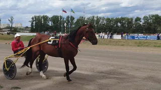 Орловский рысак Финист на Тамбовском ипподроме.