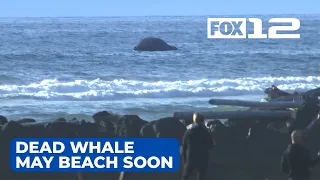 Dead whale floating off Oregon coast may beach soon near Manzanita