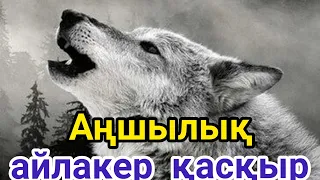 Аңшылық. Қасқырдың айласы адам өмірін құтқарды. Аудио кітап