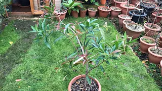 Roseapple ( Syzygium Jambos ), a proper update on my plant at the end of November