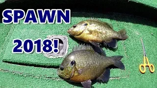 Bluegill and Shellcracker Fishing With Bobbers - Great Technique For Spawn