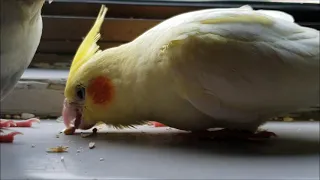 Baby cockatiels learning to pick seeds for the first time