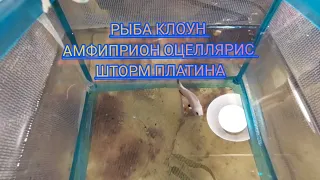 Рыба клоун амфиприон оцеллярис Шторм платина продаю цена 4200 руб