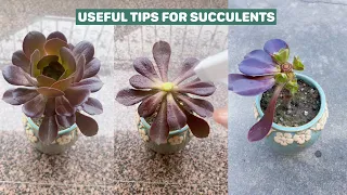 Mẹo chăm sóc sen đá | Useful Tips for Succulents | 多肉植物| 다육이들 | Suculentas