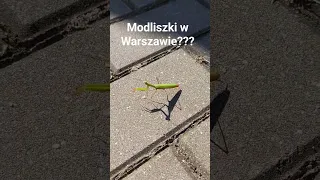 Modliszki w polsce?? 😮