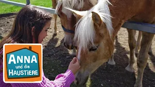 Haflinger | Information für Kinder | Anna und die Haustiere