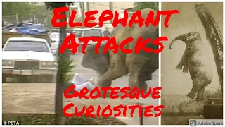 Elephant Attacks | Grotesque Curiosities