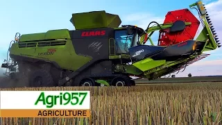 XXL HARVEST: 2x LEXION "795" MONSTER ENERGY LIMITED EDITION + 1x 770 | RAPESEED HARVEST | DE Tour