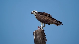 Digiscoping Osprey