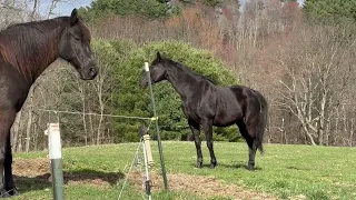 Pushy bossy Boo is afraid of featherweight Athena