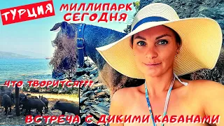 Что творится в миллипарке?Толпы людей и муравейник в море! Встреча с дикими кабанами!!! Кушадасы.