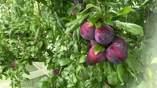 Fruit Picking | Bacchus Marsh | Victoria