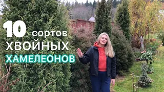 Хвойные с необычной окраской зимой / 10 сортов / в моей коллекции 🌲