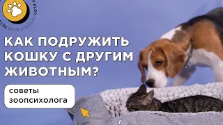 Как подружить кошку с другим питомцем? Советы зоопсихолога фелинолога.