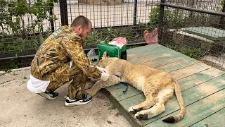 Львица МИРАНДА. Осмотр. Отбор крови. Седация. Доктор Василий. «Парк Львов Тайган»