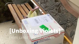 African violets- Unboxing my Linda's Secret Garden order