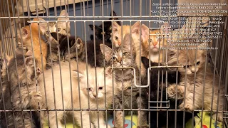 Спасаем 12 котят в приюте нет корма | saving kittens help them