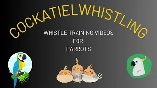 Dont Worry Be Happy - Cockatiel Singing Training / Bird Whistling Practice / Parrot Talking Practice