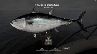 Russian Fishing 4 I Trophy Atlantic bluefin tuna I 263.671kg I Not full fight