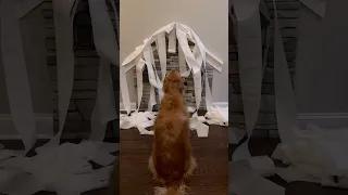 My dog destroyed my house! #dog #goldenretriever