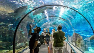 Oceanarium w Barcelonie (L’Aquarium de Barcelona); Hiszpania;  Barcelona Aquarium, Spain;