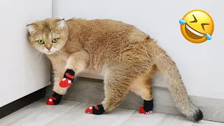 Cats vs Socks Challenge 😂