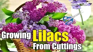 Growing Lilacs From Cuttings Gardening Story