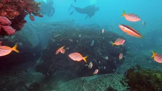 Scuba diving Sydney's Bluefish Point best dive site