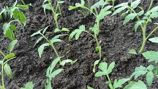 The main mistakes when watering Seedlings. How often to water tomato, pepper and eggplant seedlings