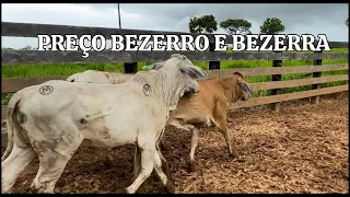 ⚠️ Preço do bezerro e Bezerra? Primeira compra 2024