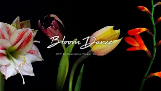 Bloom Dance : HDR 4K Flower Timelapse （50種類の花の開花映像）